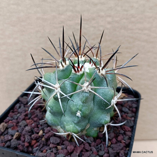 COPIAPOA BRIDGESII