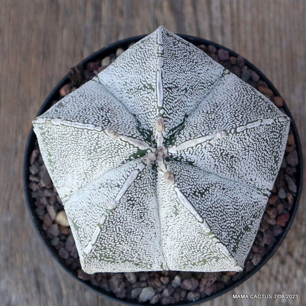 ASTROPHYTUM MYRIOSTIGMA ONZUKA