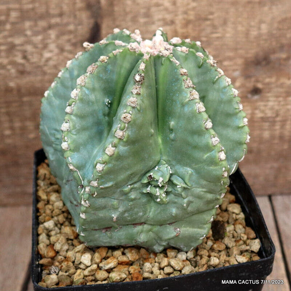 ASTROPHYTUM MYRIOSTIGMA FUKURYU NUDUM