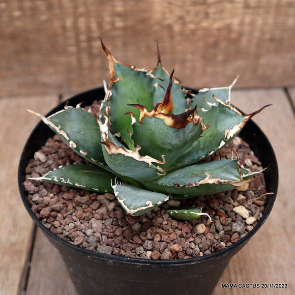 AGAVE TITANOTA
