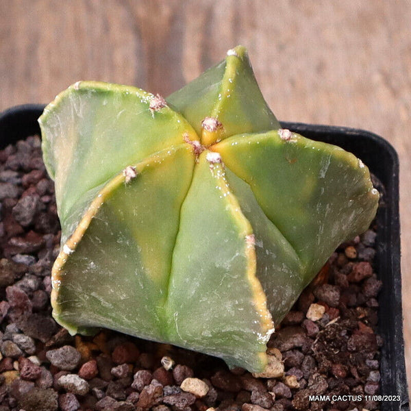 ASTROPHYTUM MYRIOSTIGMA KOH-JO