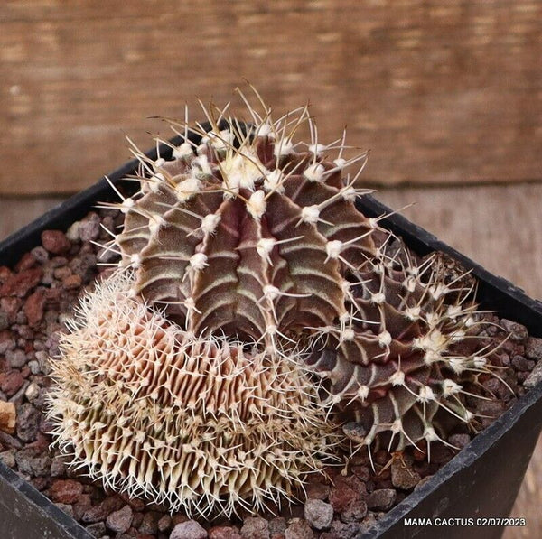 GYMNOCALYCIUM MIHANOVICHII CRESTED