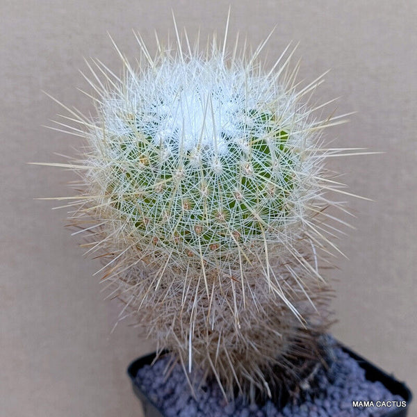 A7686 THELOCACTUS MCDOWGALLII pot 9 cm H 16 cm W 7 cm MaMa Cactus