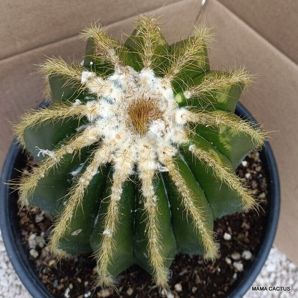 NOTOCACTUS MAGNIFICUS