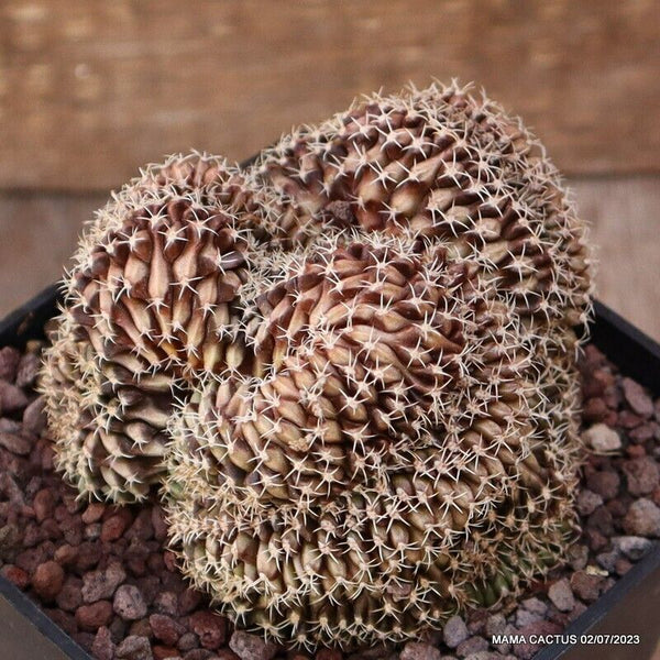 GYMNOCALYCIUM MIHANOVICHII CRESTED
