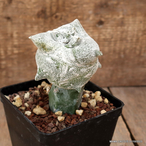 ASTROPHYTUM COHAUILENSE KIKKO GRAFTED