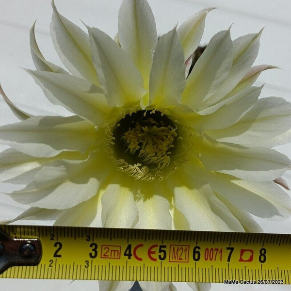 Flower  MaMa Cactus