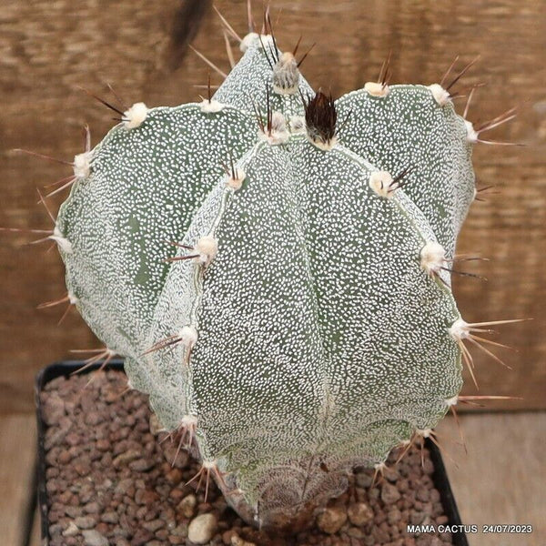 ASTROPHYTUM ORNATUM X ONZUKA