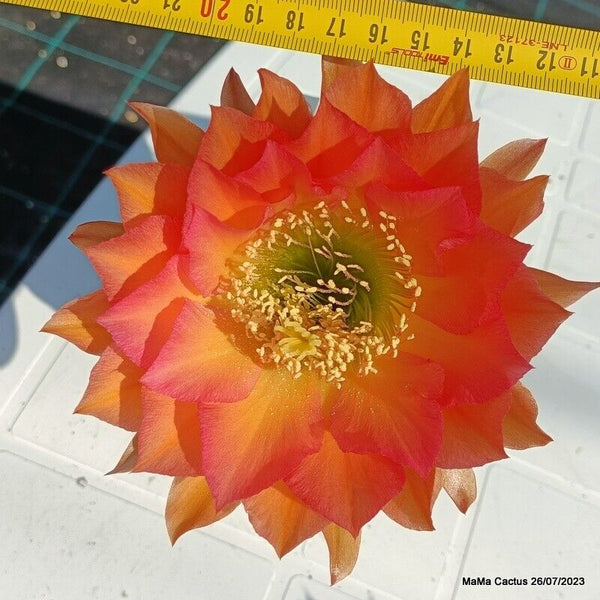 Flower  MaMa Cactus