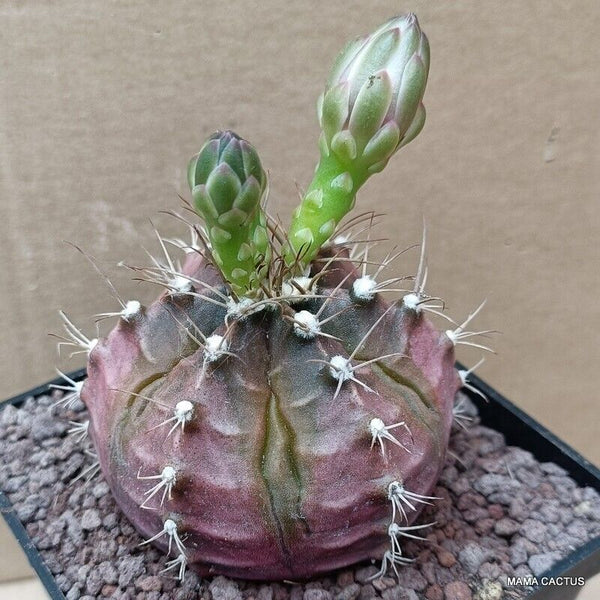 GYMNOCALYCIUM MIHANOVICHII