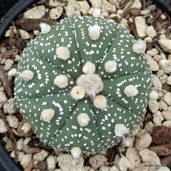 ASTROPHYTUM SUPERKABUTO