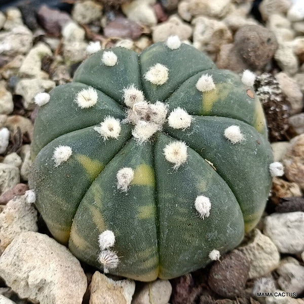 ASTROPHYTUM SUPERKABUTO VARIEGATED