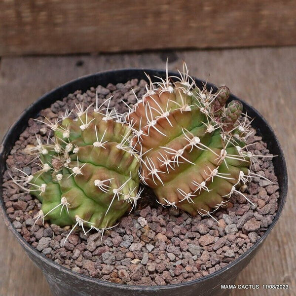 GYMNOCALYCIUM MIHANOVICHII