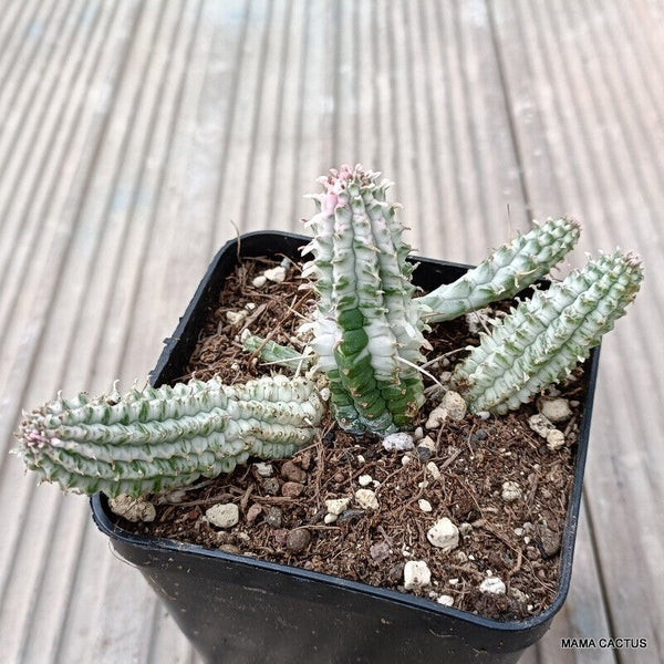EUPHORBIA MAMMILLARIS VARIEGATED