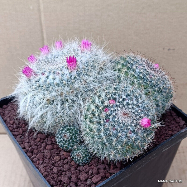 MAMMILLARIA HAHNIANA MULTIHEADS