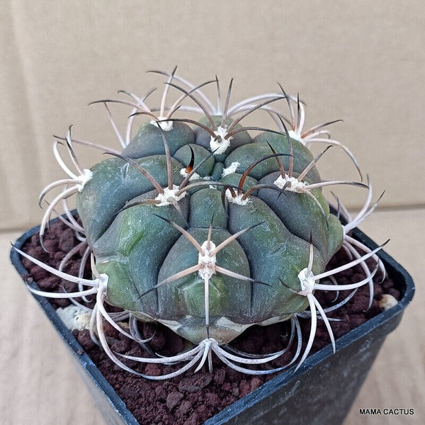 GYMNOCALYCIUM ZEGARRAE KK 524