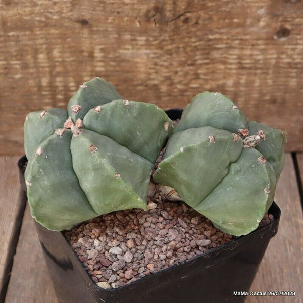 ASTROPHYTUM MYRIOSTIGMA FUKURYU DICHOTOMIC