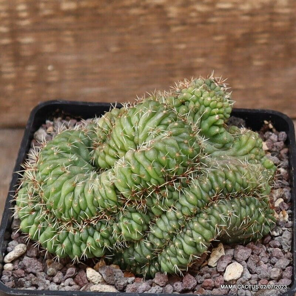 GYMNOCALYCIUM BALDIANUM CRESTED