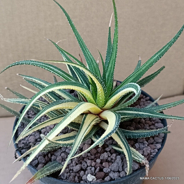 A2986 HAWORTHIA ATTENUATA VARIEGATED pot12-H13-W14 cm MaMa Cactus