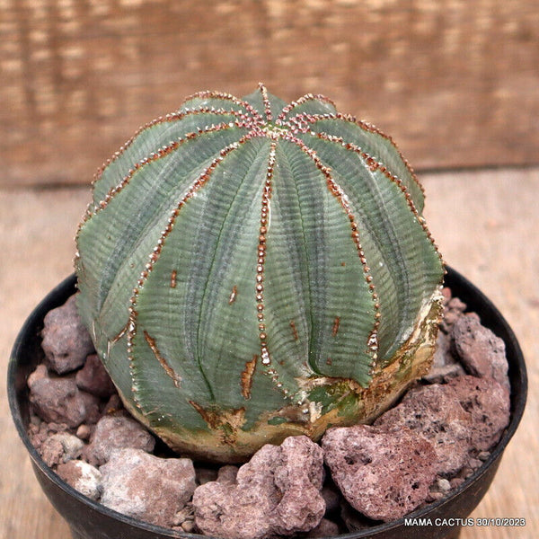 EUPHORBIA OBESA MONSTER