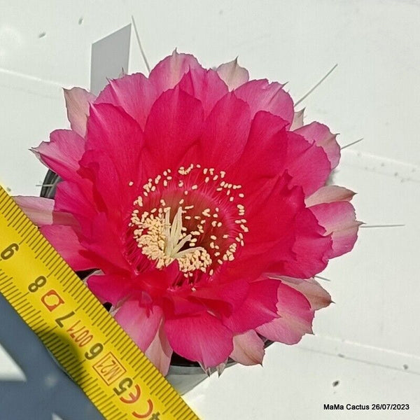 Flower  MaMa Cactus