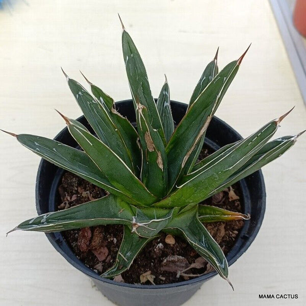 AGAVE VICTORIAE REGINAE