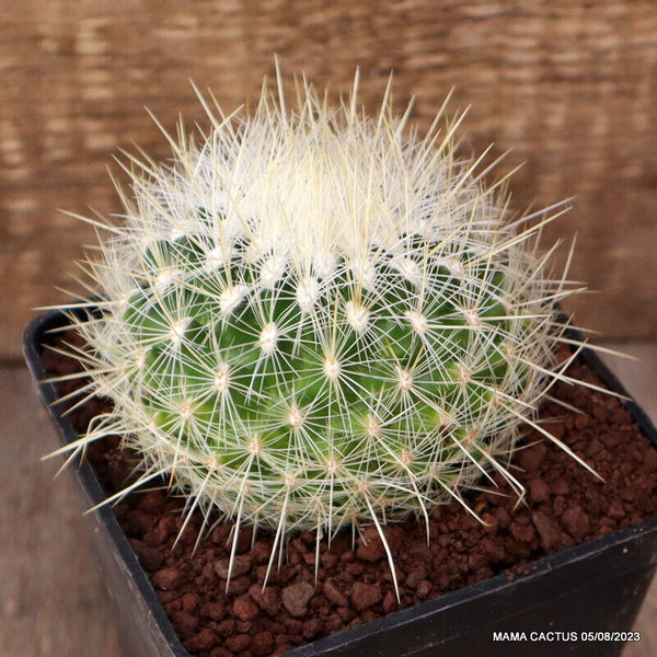 A6900 THELOCACTUS MACDOWELLII pot10 H7-W9 cm MaMa Cactus