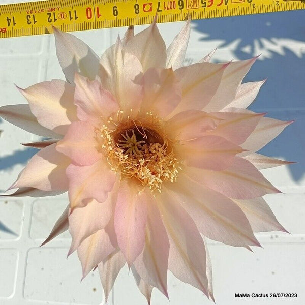 Flower  MaMa Cactus