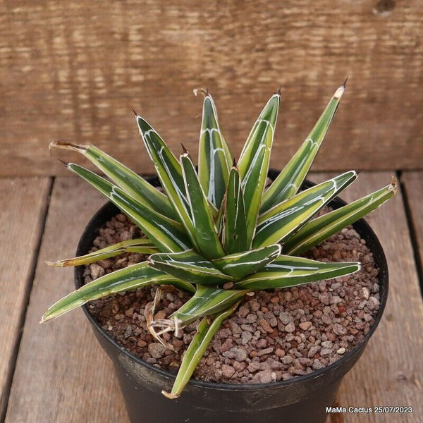 AGAVE REGINAE VICTORIAE VARIEGATED