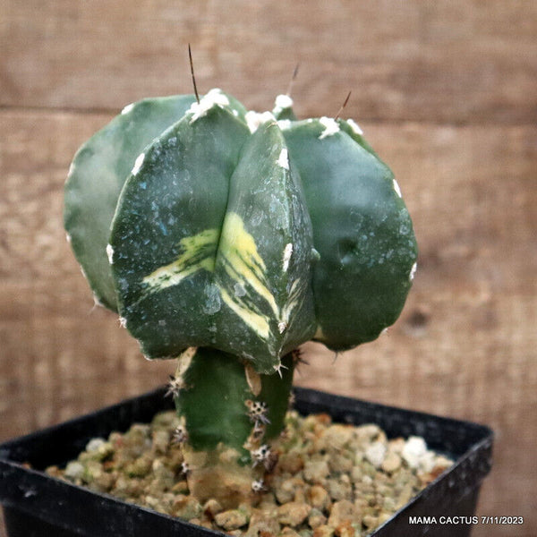 ASTROPHYTUM MYRIOSTIGMA VARIEGATED GRAFTED