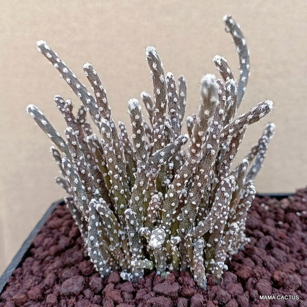 A8213 PTEROCACTUS KUNTZEI pot 10 cm H 8 cm W 6 cm MaMa Cactus