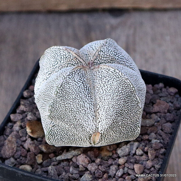 ASTROPHYTUM MYRIOSTIGMA ONZUKA
