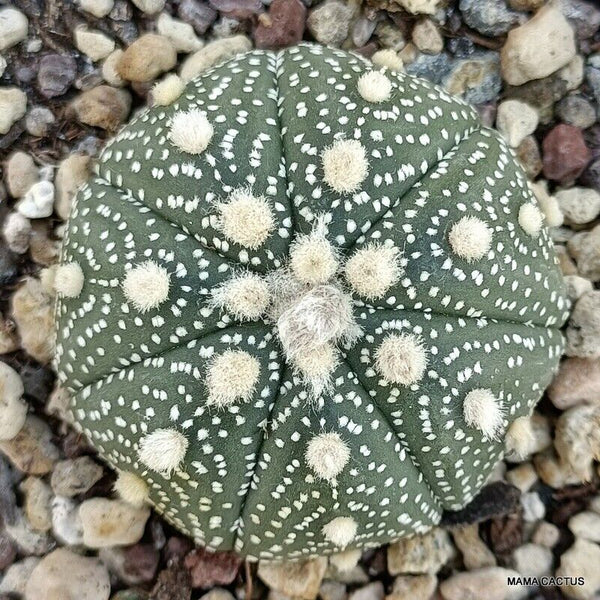 ASTROPHYTUM SUPER KABUTO