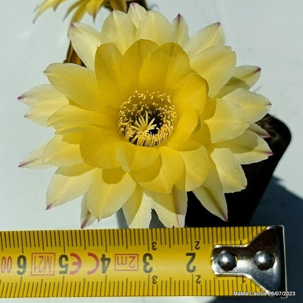 Flower  MaMa Cactus