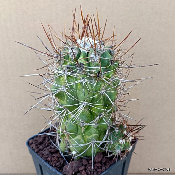 COPIAPOA PENDULINA KK 1391