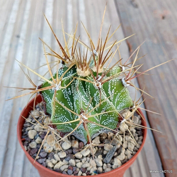 ASTROPHYTUM ORNATUM STRONG SPINES