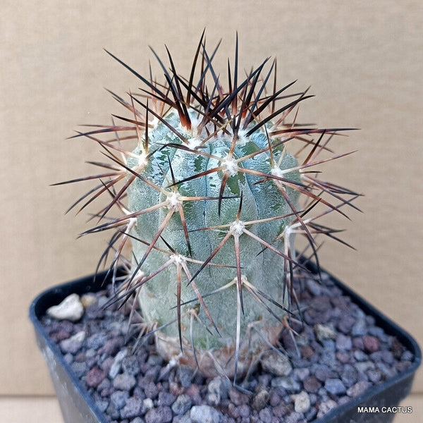 COPIAPOA CINEREA