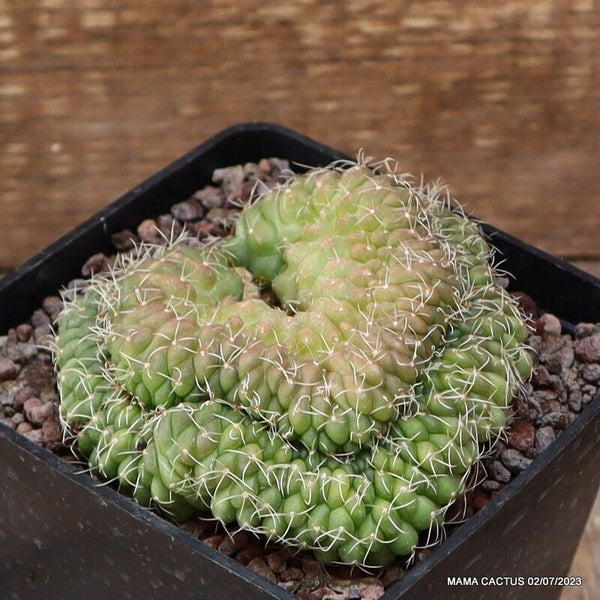 GYMNOCALYCIUM BALDIANUM CRESTED