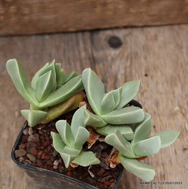 A9436 MACHAIROPHYTUM BREVIFOLIUM pot7 H8-W12 cm MaMa Cactus