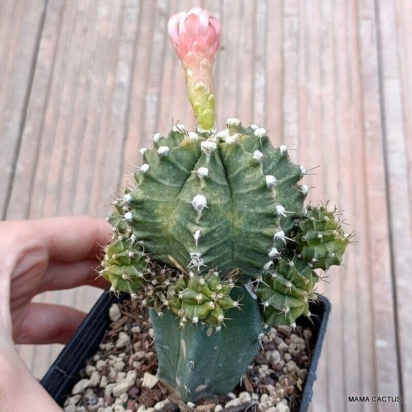 GYMNOCALYCIUM MIHANOVICHII GRAFTED