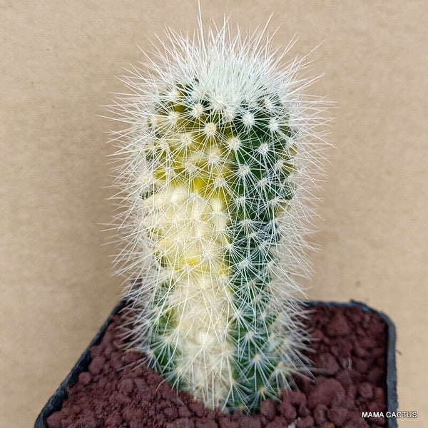MAMMILLARIA SPINOSISSIMA VARIEGATED