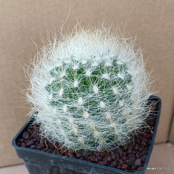 NEOPORTERIA NIDUS SENILIS