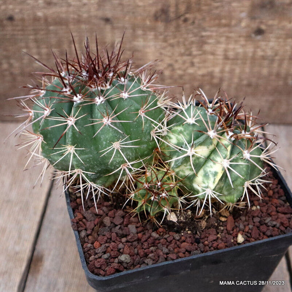 MELOCACTUS MATANZANUS VARIEGATED