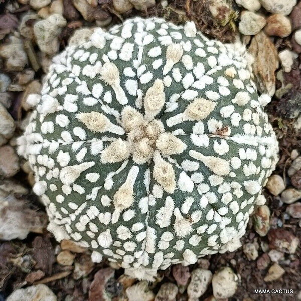 ASTROPHYTUM SUPER KABUTO STAR