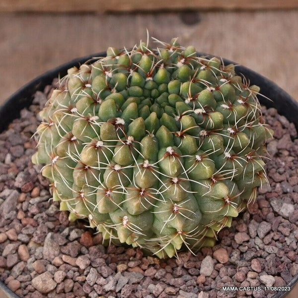 GYMNOCALYCIUM BALDIANUM