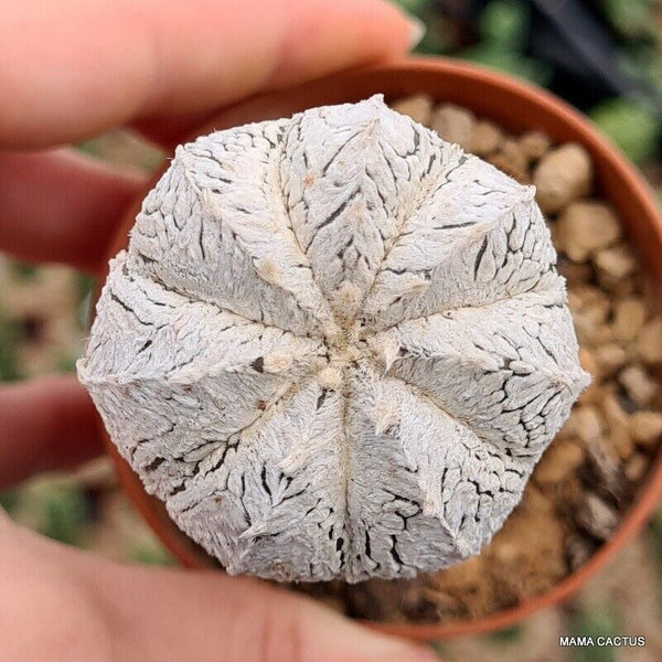 ASTROPHYTUM SUPER KABUTO V TYPE GRAFT