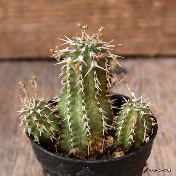 EUPHORBIA PHILLIPSIOIDES