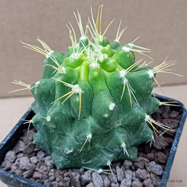 FEROCACTUS GLAUCESCENS MONSTER