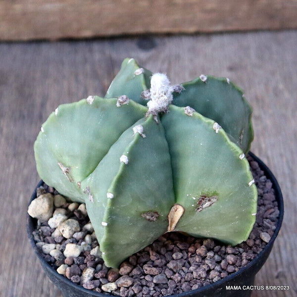 ASTROPHYTUM MYRIOSTIGMA NUDUM KIKKO
