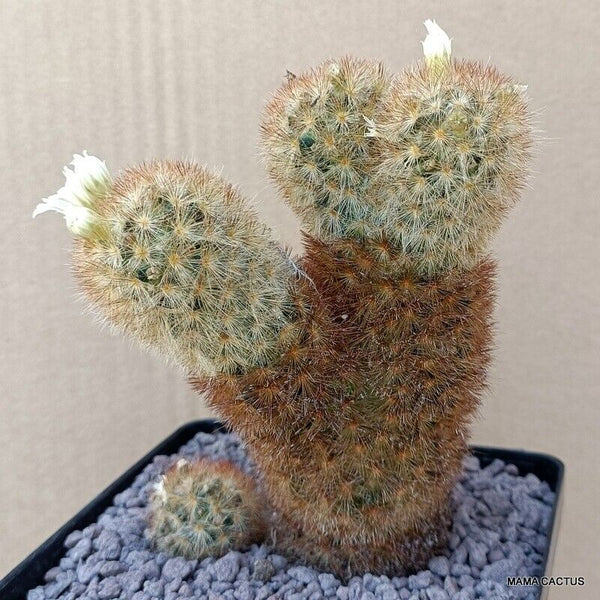 MAMMILLARIA CARMENAE MULTIHEADS
